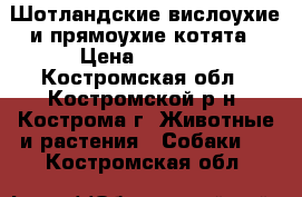 Шотландские вислоухие и прямоухие котята › Цена ­ 2 500 - Костромская обл., Костромской р-н, Кострома г. Животные и растения » Собаки   . Костромская обл.
